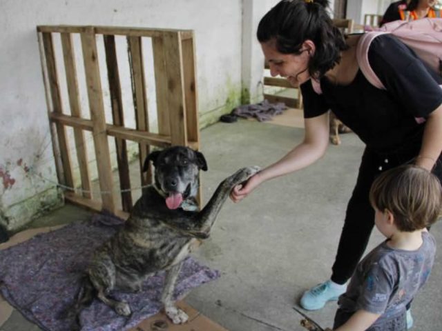 Prefeitura promove feira de adoção de animais resgatados das enchentes
