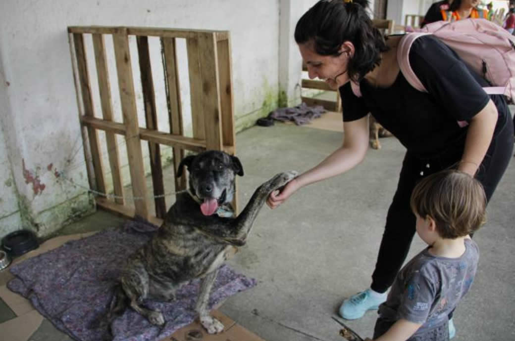 Prefeitura promove feira de adoção de animais resgatados das enchentes